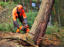 Best Emergency Tree Removal  in Reedsburg, WI